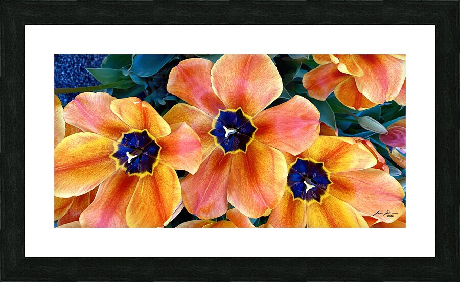 Tulip Explosion Picture Frame print