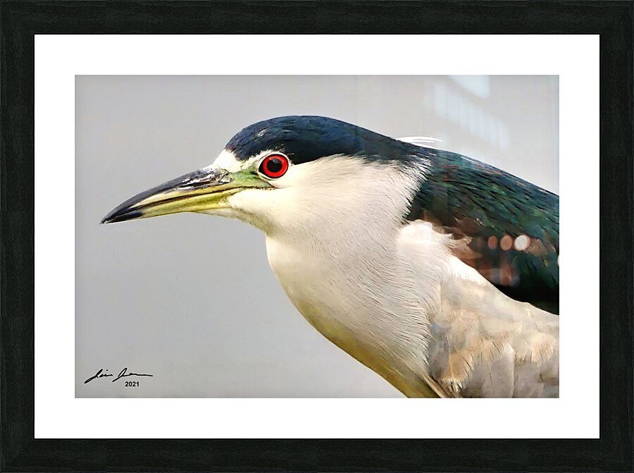 Night Heron Picture Frame print