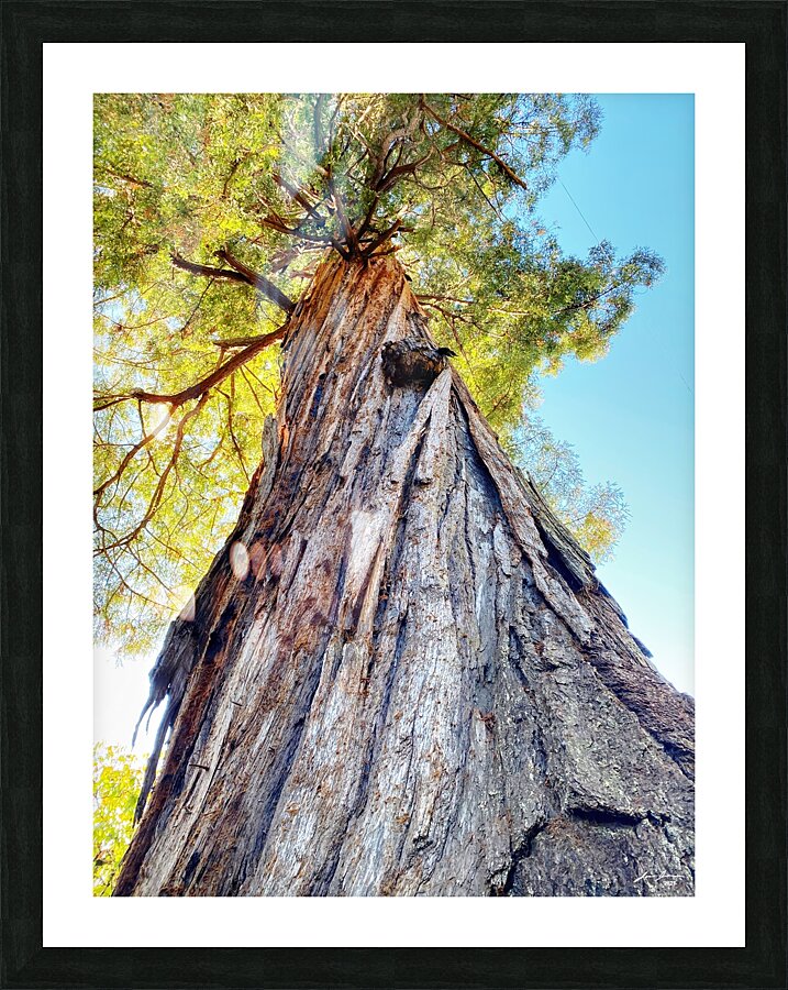 Ancient Redwood Picture Frame print