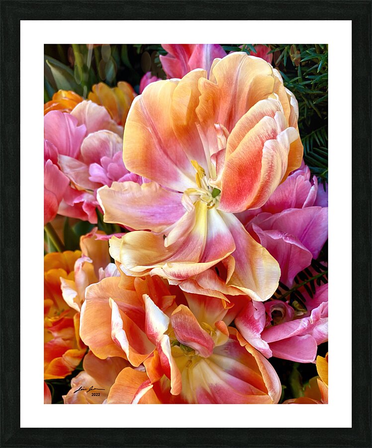 Tulip Explosion 2 Picture Frame print