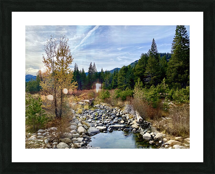 Tahoe Forest Picture Frame print
