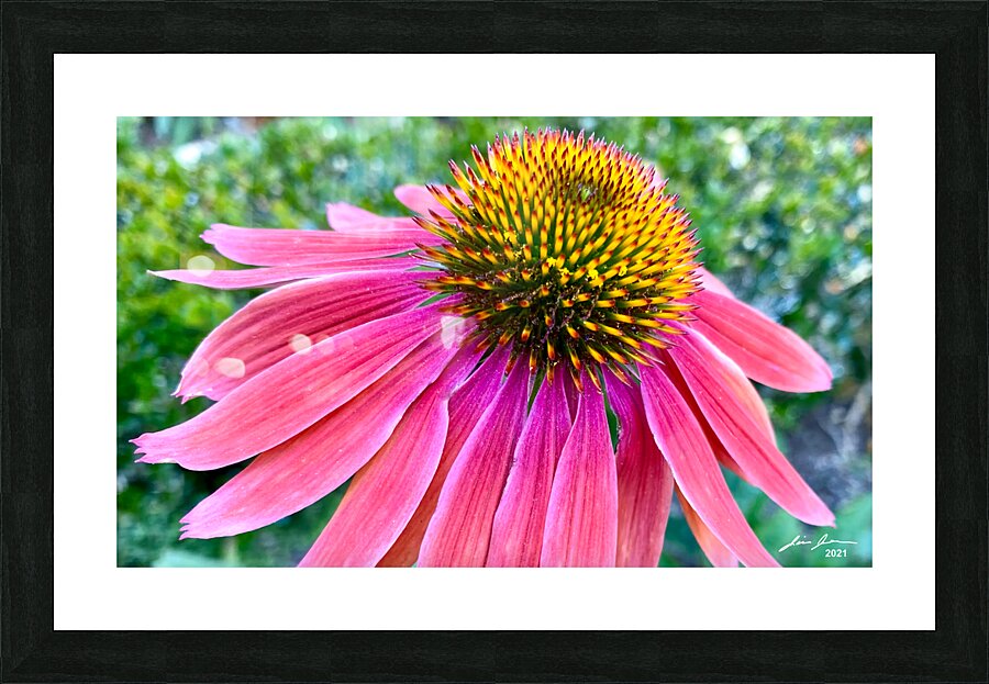 Cone Flower Picture Frame print