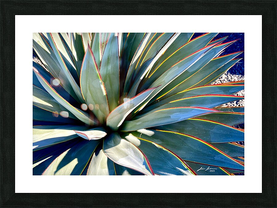 Yucca Explosion Picture Frame print