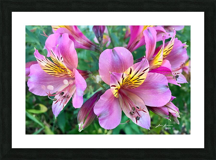 Alostremia Picture Frame print