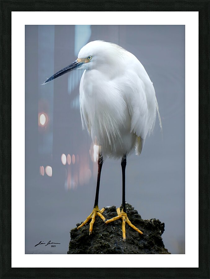 snowy Egret Picture Frame print
