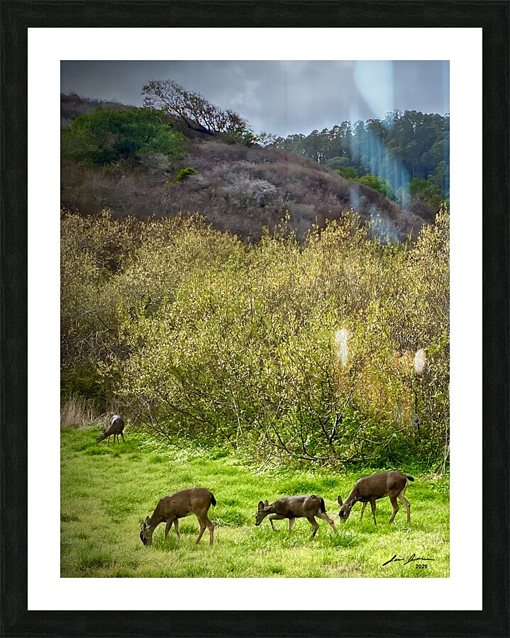 Deer in Pacifica Picture Frame print