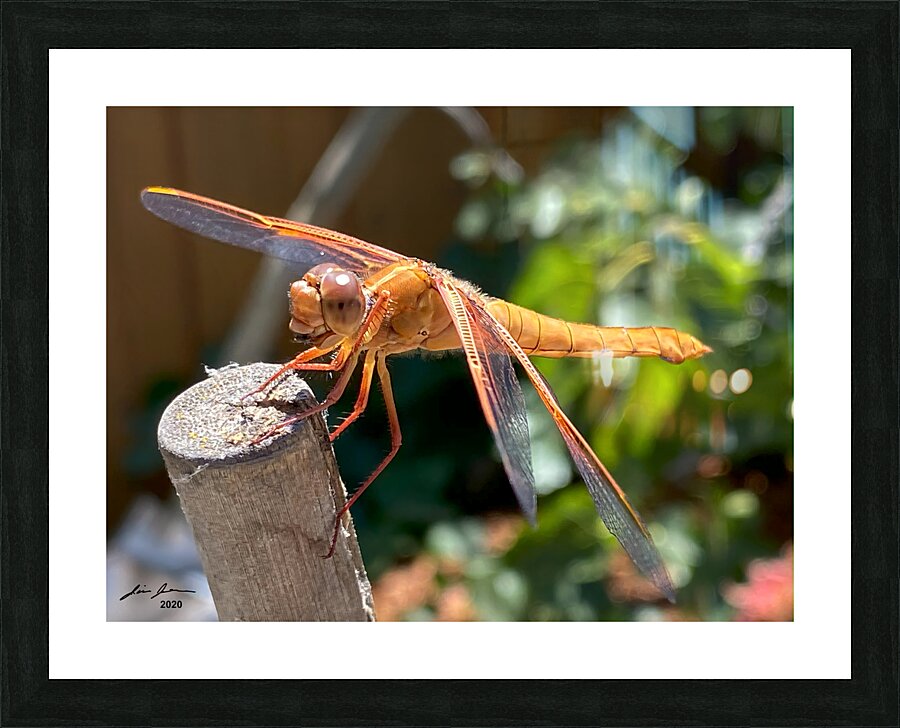 Dragonfly Resting Picture Frame print