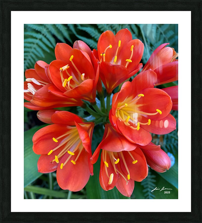 Clivia Picture Frame print