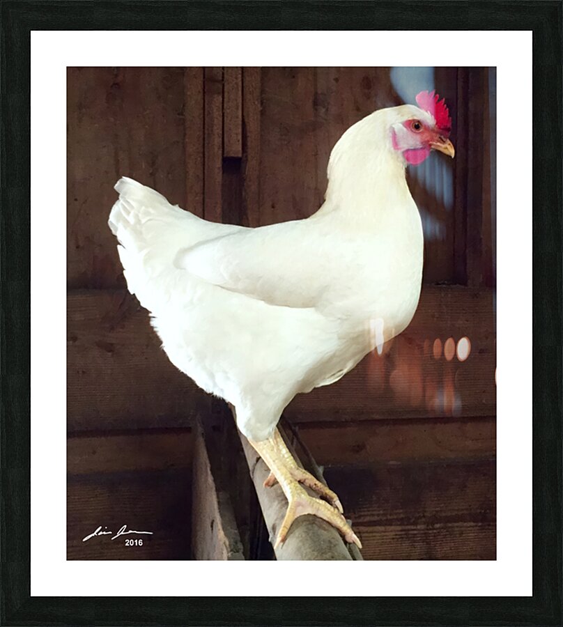 White Rooster Picture Frame print