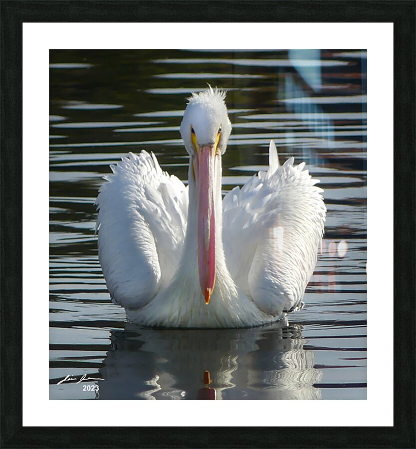 White Pelican Picture Frame print