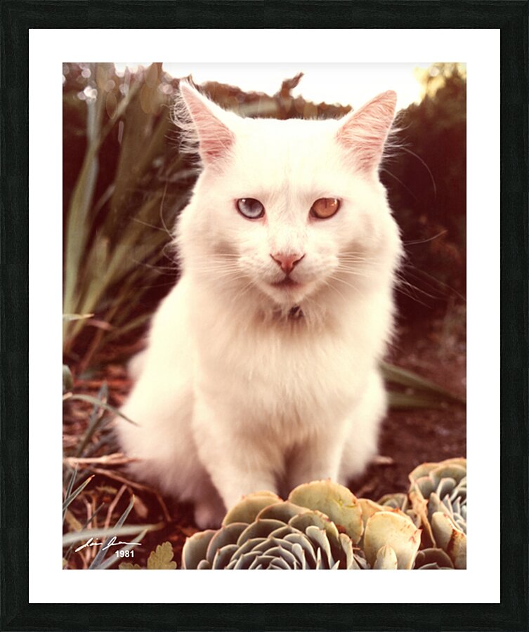 Cid 1981 Picture Frame print