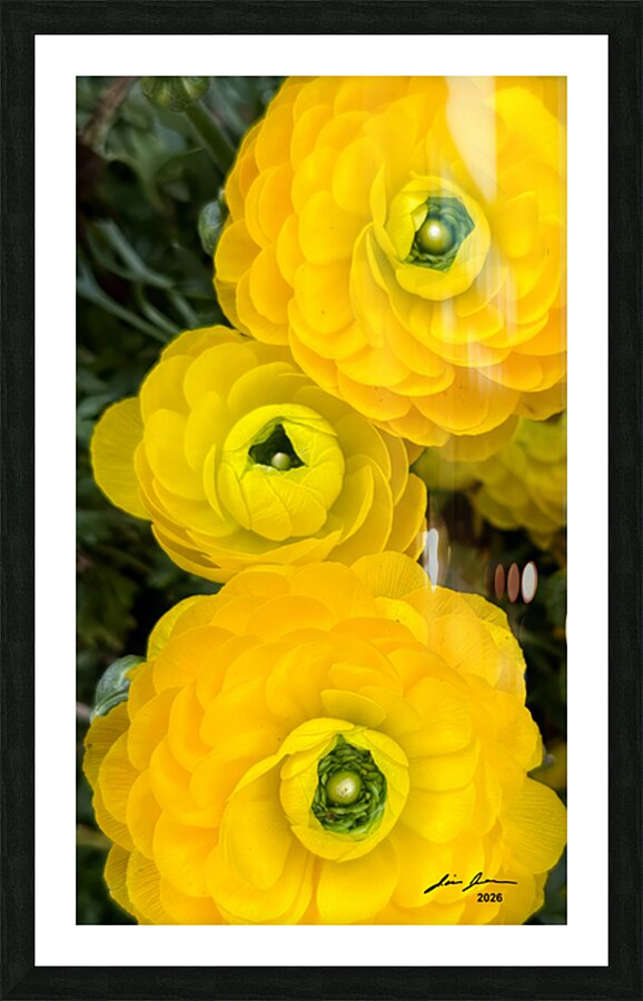 Ranunculus Explosion Picture Frame print
