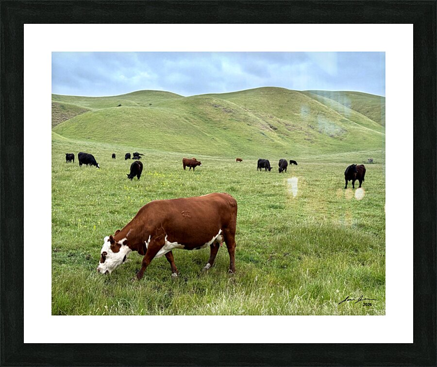 Happy Cows Picture Frame Printing