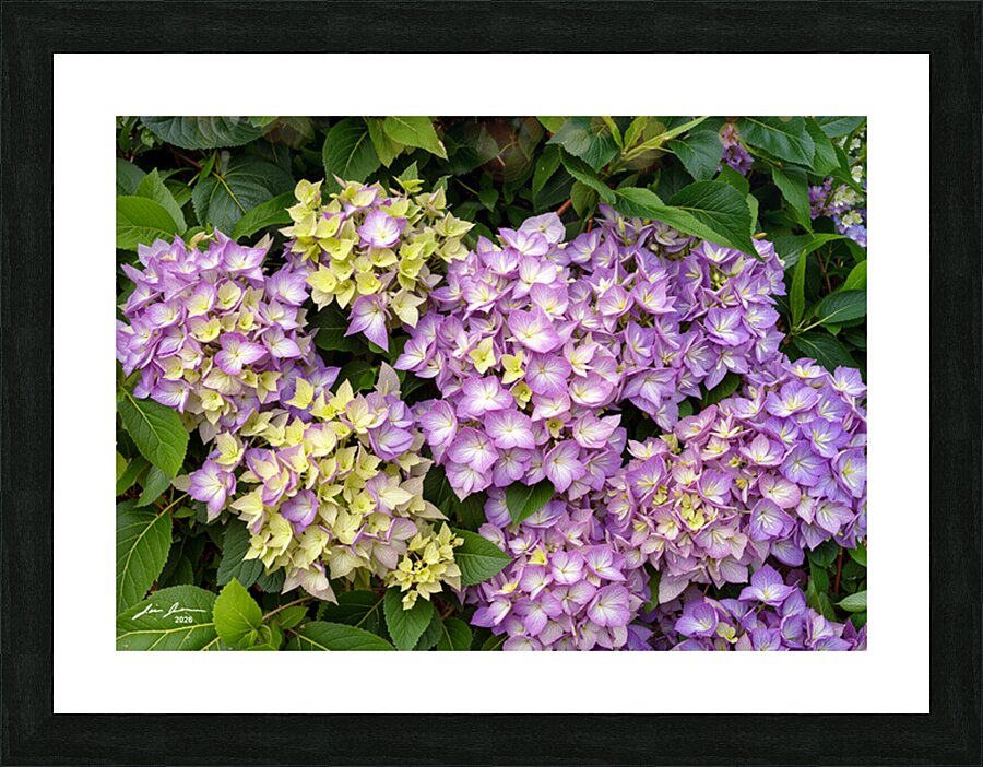 Hydrangia  Picture Frame print
