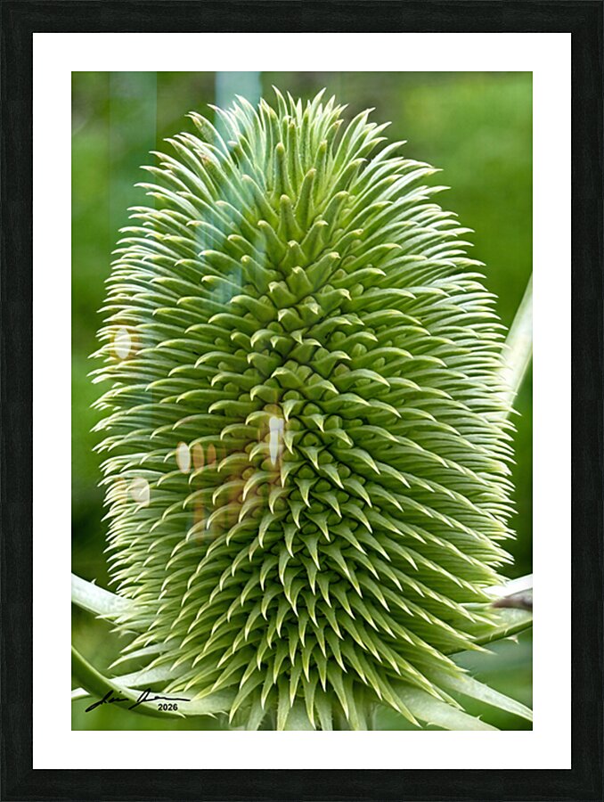 Thistle Picture Frame print