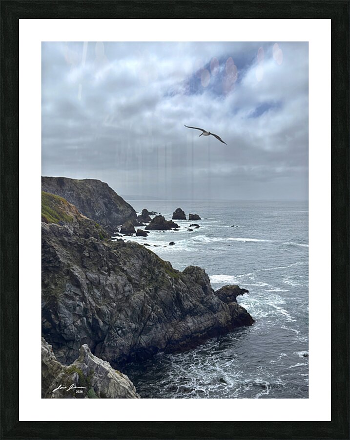 bodega Head Pelican Picture Frame print