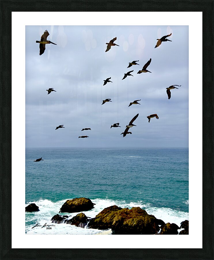 Bodega Head Pelicans Picture Frame print