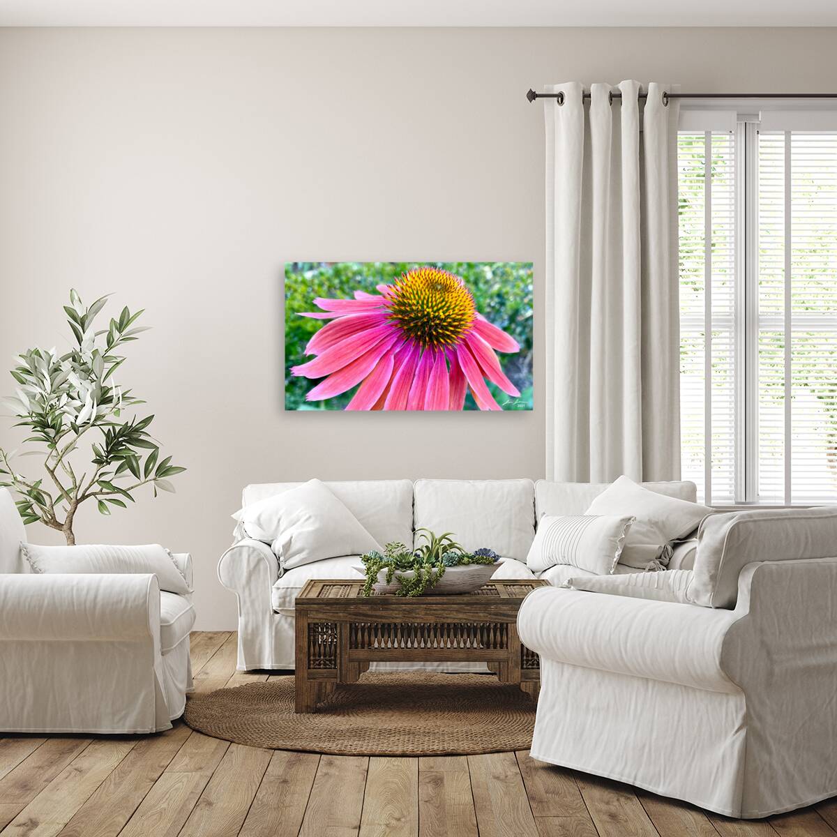 Cone Flower Reproduction