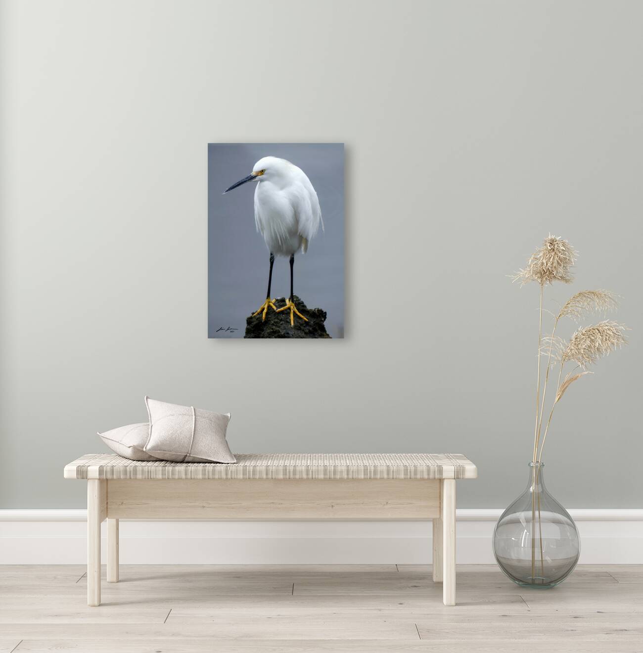 snowy Egret Reproduction