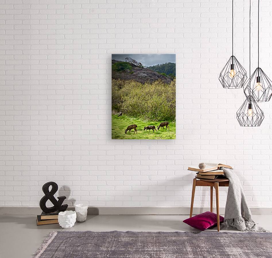 Deer in Pacifica Reproduction