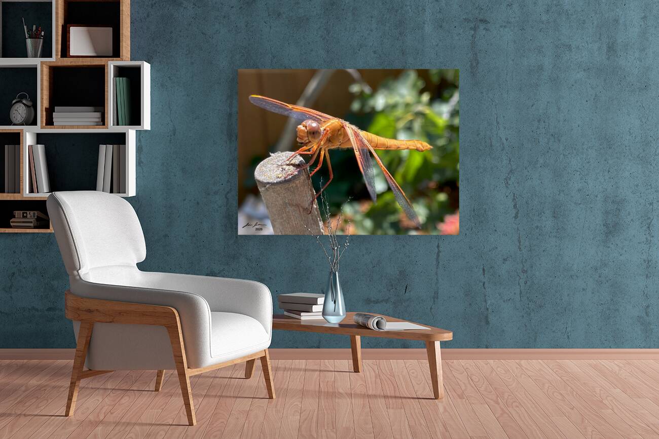 Dragonfly Resting Reproduction
