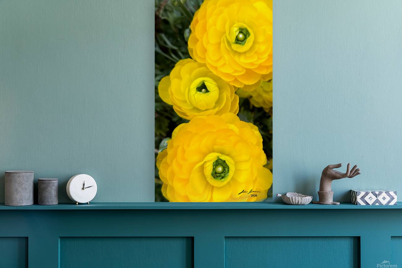 Ranunculus Explosion Reproduction