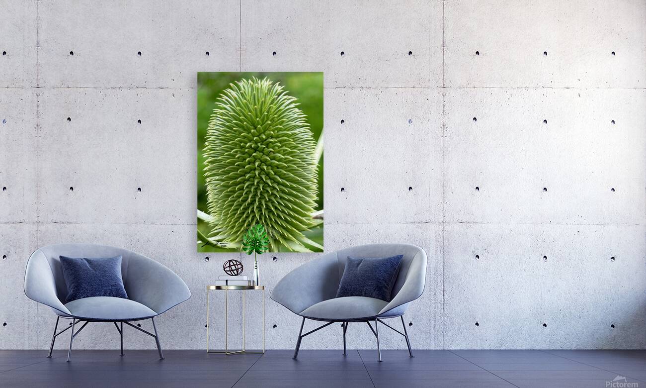 Thistle Reproduction