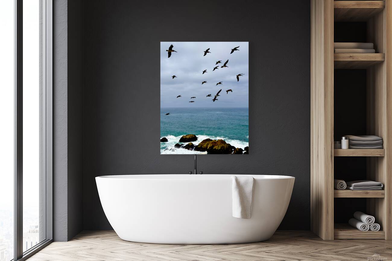 Bodega Head Pelicans Reproduction