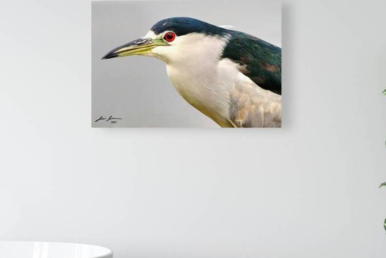 Night Heron by Jim Jensen Photography