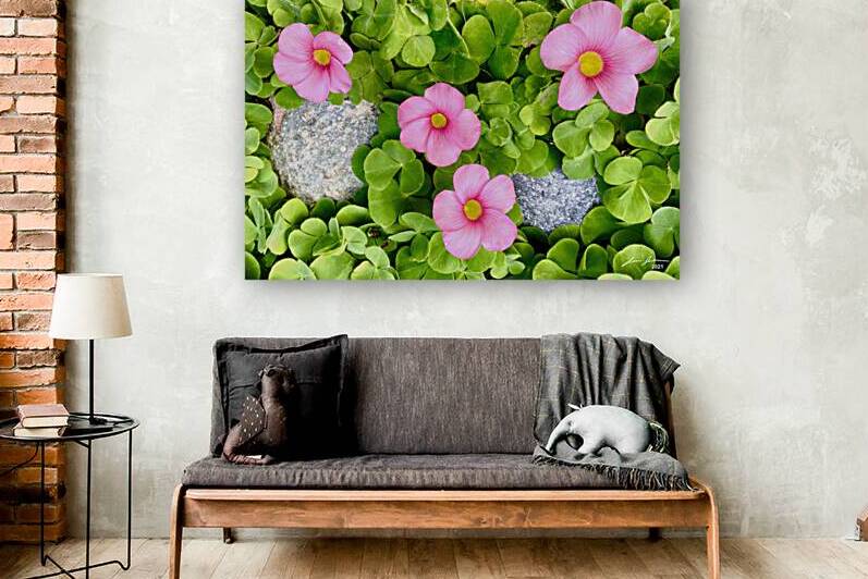 Pink Wood Sorrel by Jim Jensen Photography