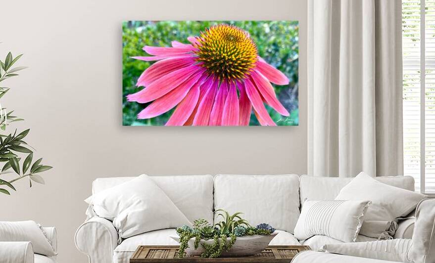 Cone Flower by Jim Jensen Photography
