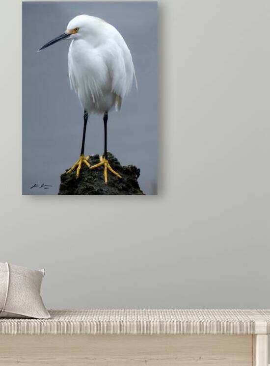 snowy Egret by Jim Jensen Photography