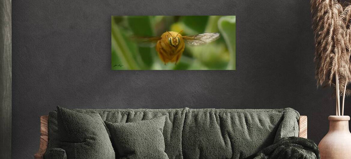 Teddy Bear Bee by Jim Jensen Photography
