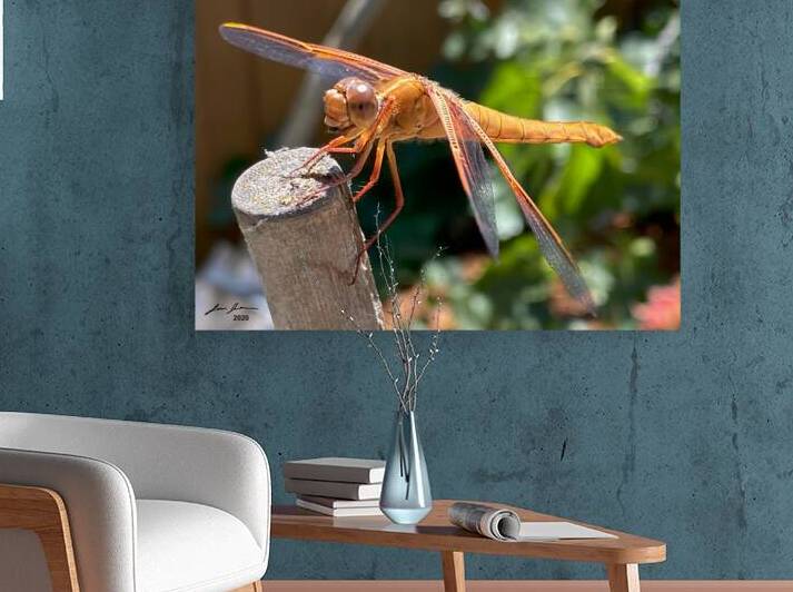 Dragonfly Resting by Jim Jensen Photography
