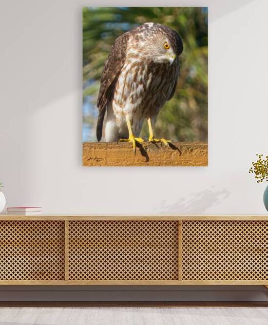 Coopers Hawk on the Hunt by Jim Jensen Photography