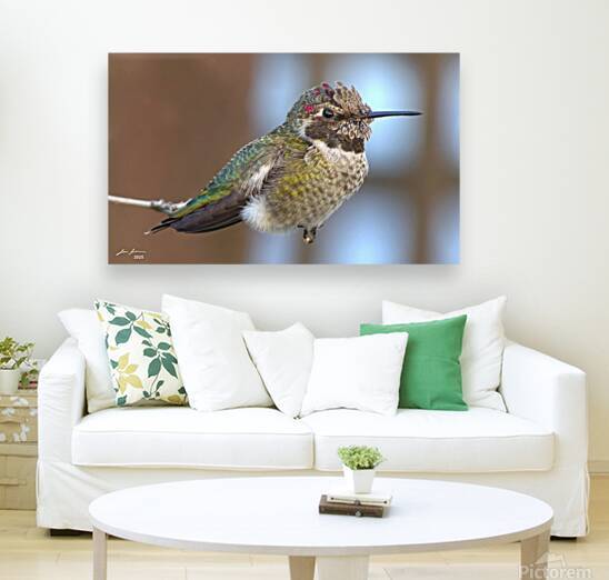 Patio Hummingbird by Jim Jensen Photography