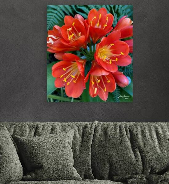 Clivia by Jim Jensen Photography