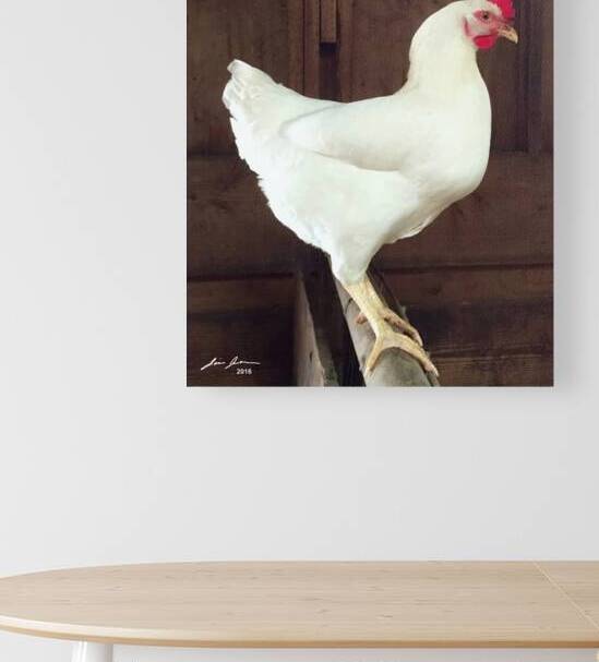 White Rooster by Jim Jensen Photography