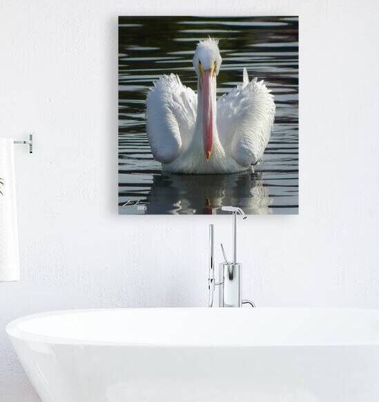 White Pelican by Jim Jensen Photography