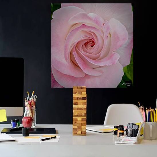 Pink Rose Twirl by Jim Jensen Photography