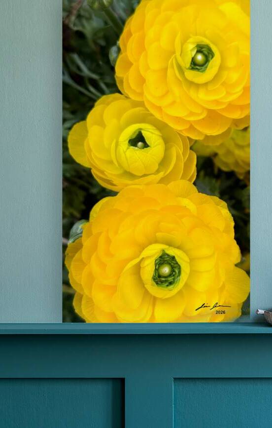 Ranunculus Explosion by Jim Jensen Photography