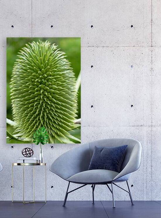 Thistle by Jim Jensen Photography