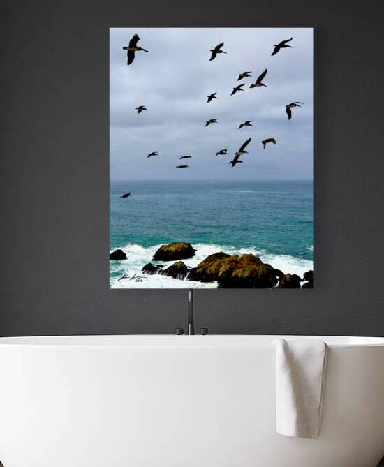 Bodega Head Pelicans by Jim Jensen Photography