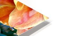 Tulip Explosion HD Metal print