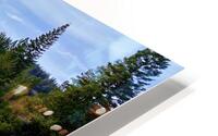 Tahoe Forest HD Metal print
