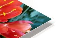 Clivia HD Metal print