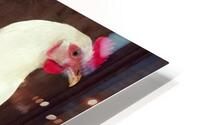 White Rooster HD Metal print