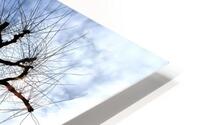 Winter Growth HD Metal print