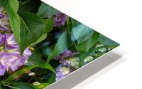 Hydrangia  HD Metal print