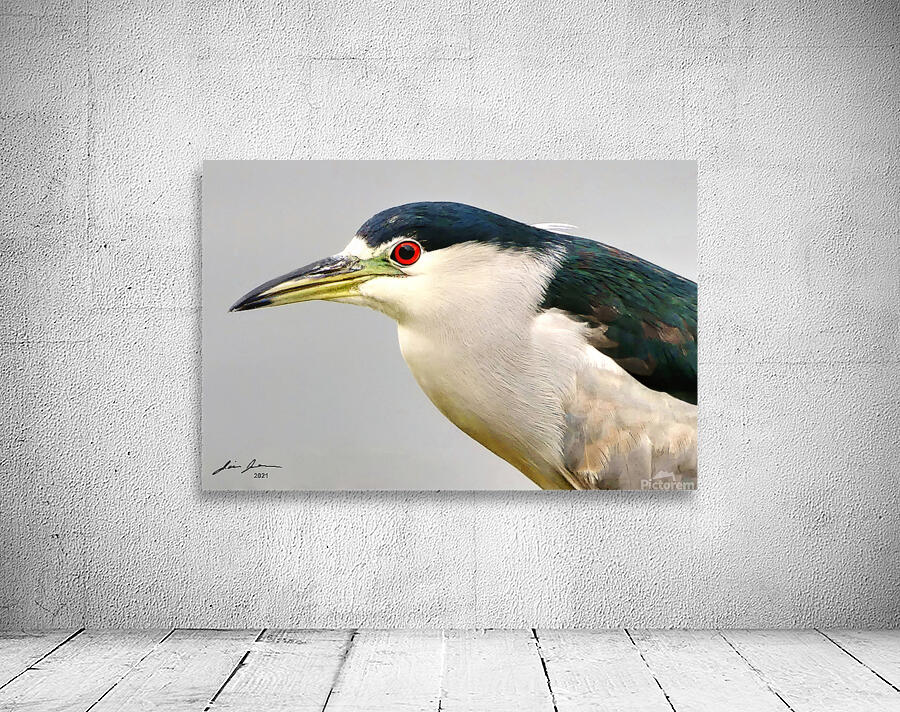 Night Heron Wall Preview